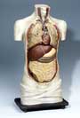 Anatomisches Modell.