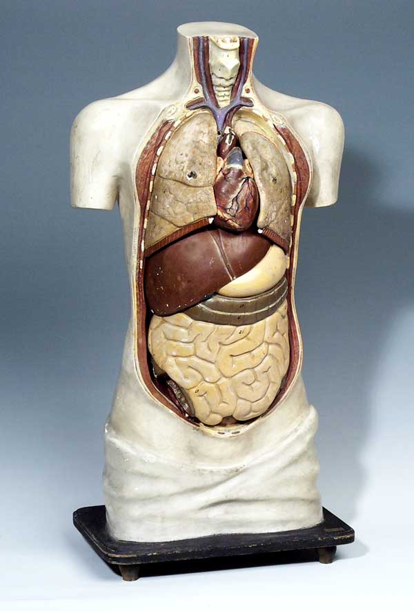 Anatomisches Modell.